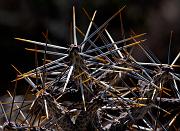 Pencil Cholla 1465